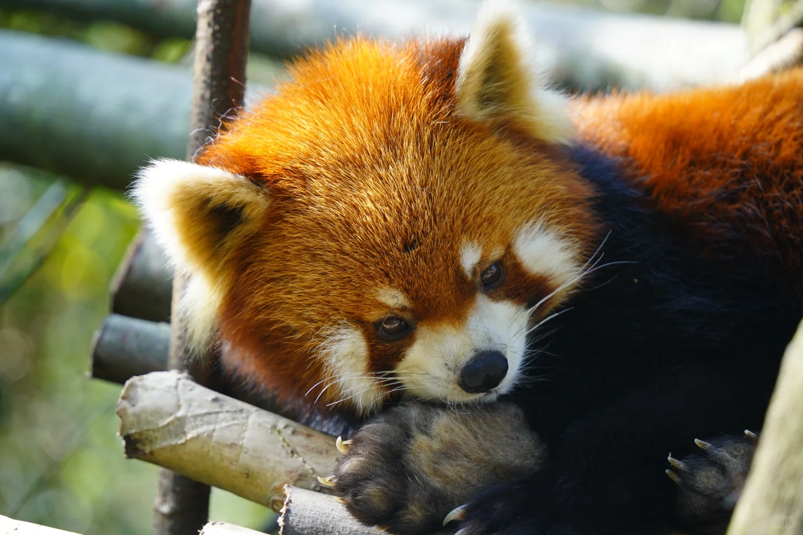 谁还没见过都江堰的水和小熊猫！1日游攻略