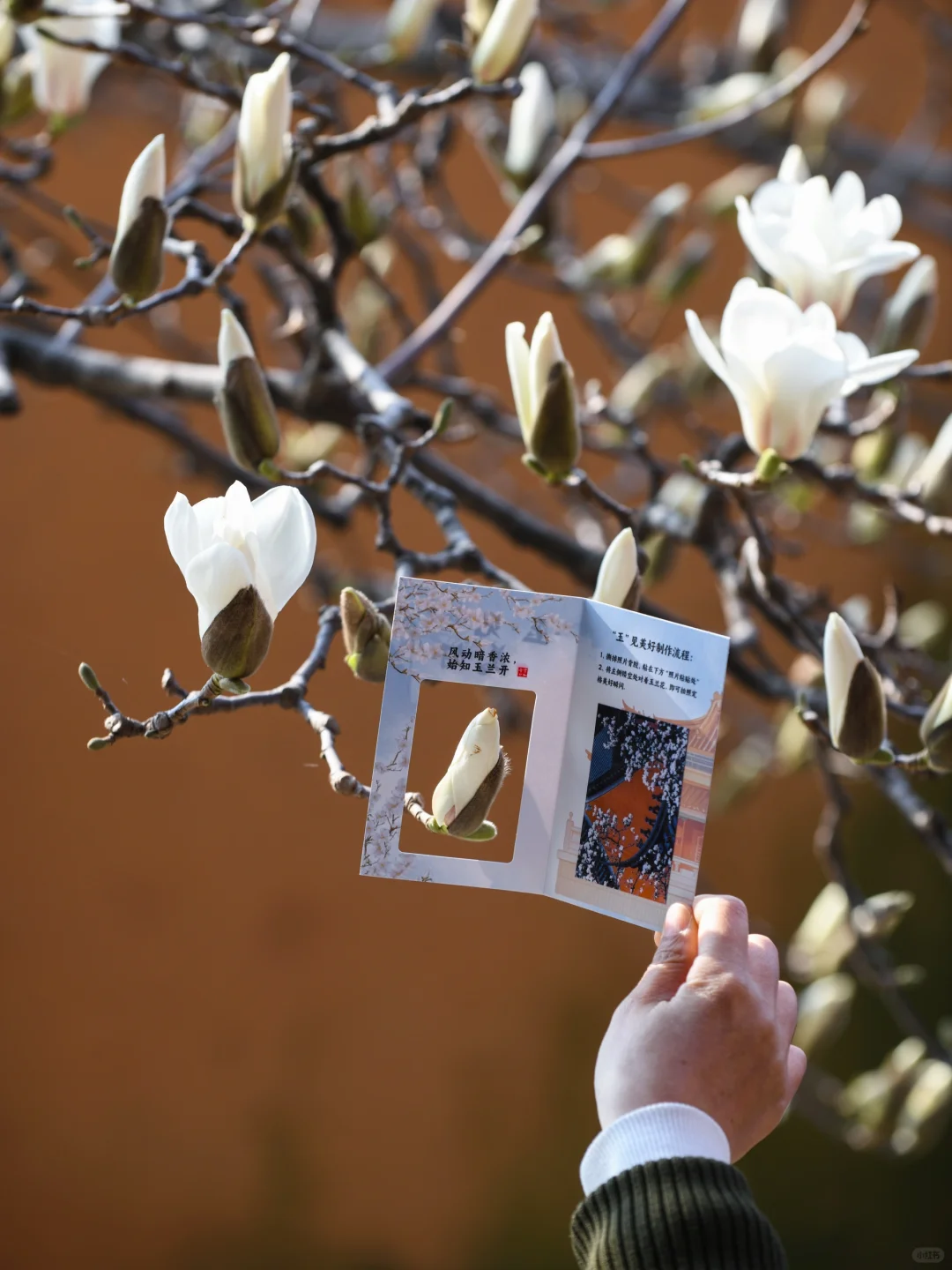 本周末南京赏花最佳线路，我帮你们设计好了