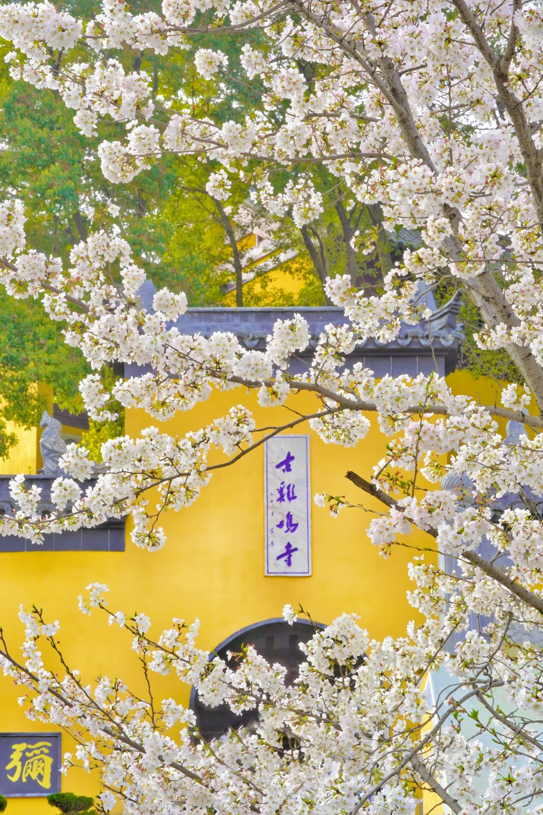 清晨5点的鸡鸣寺樱花，我拍到了梦中场景！