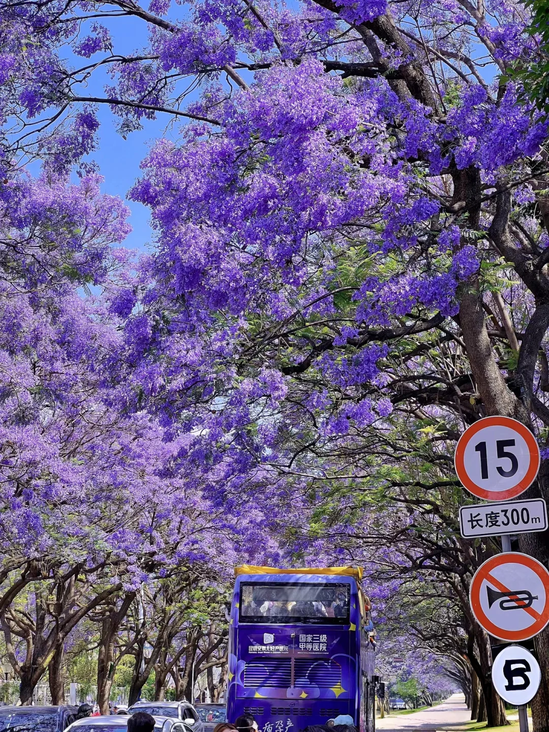 蓝花楹💐｜属于昆明春天的紫色的浪漫