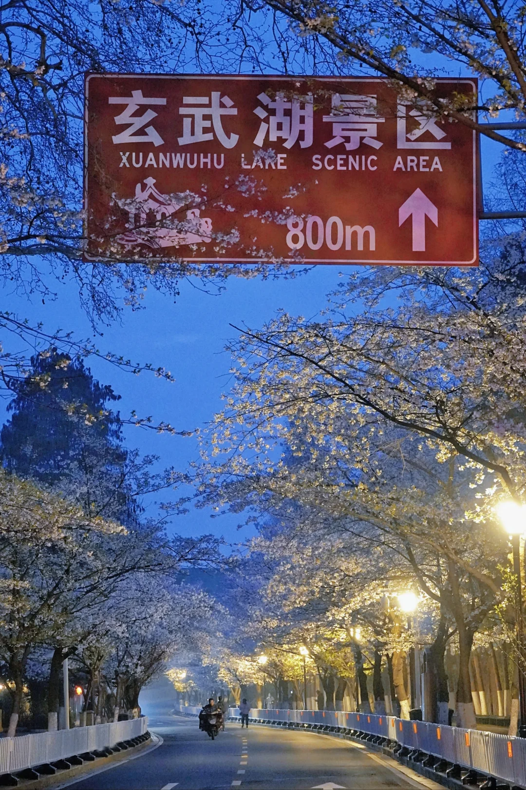 清晨5点的鸡鸣寺樱花，我拍到了梦中场景！