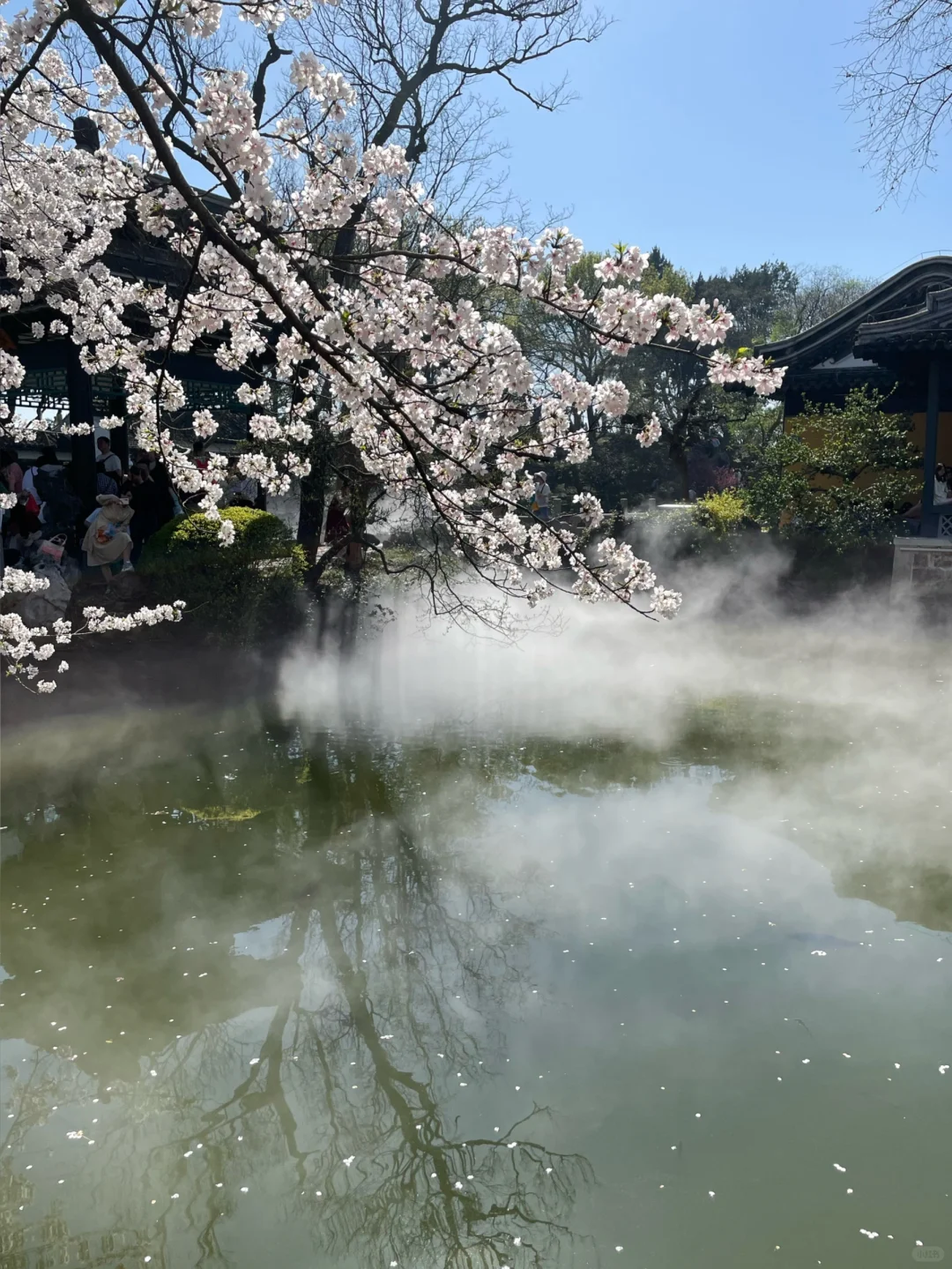 无锡 鼋头渚 樱花