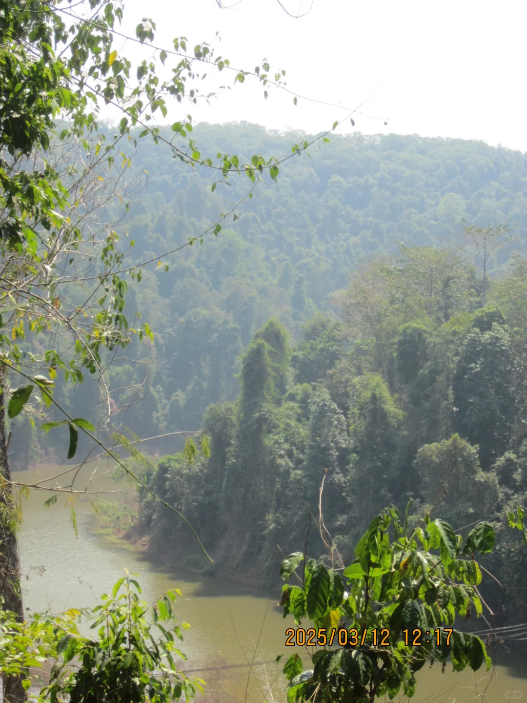 望天树景区不推荐啊啊啊啊啊啊
