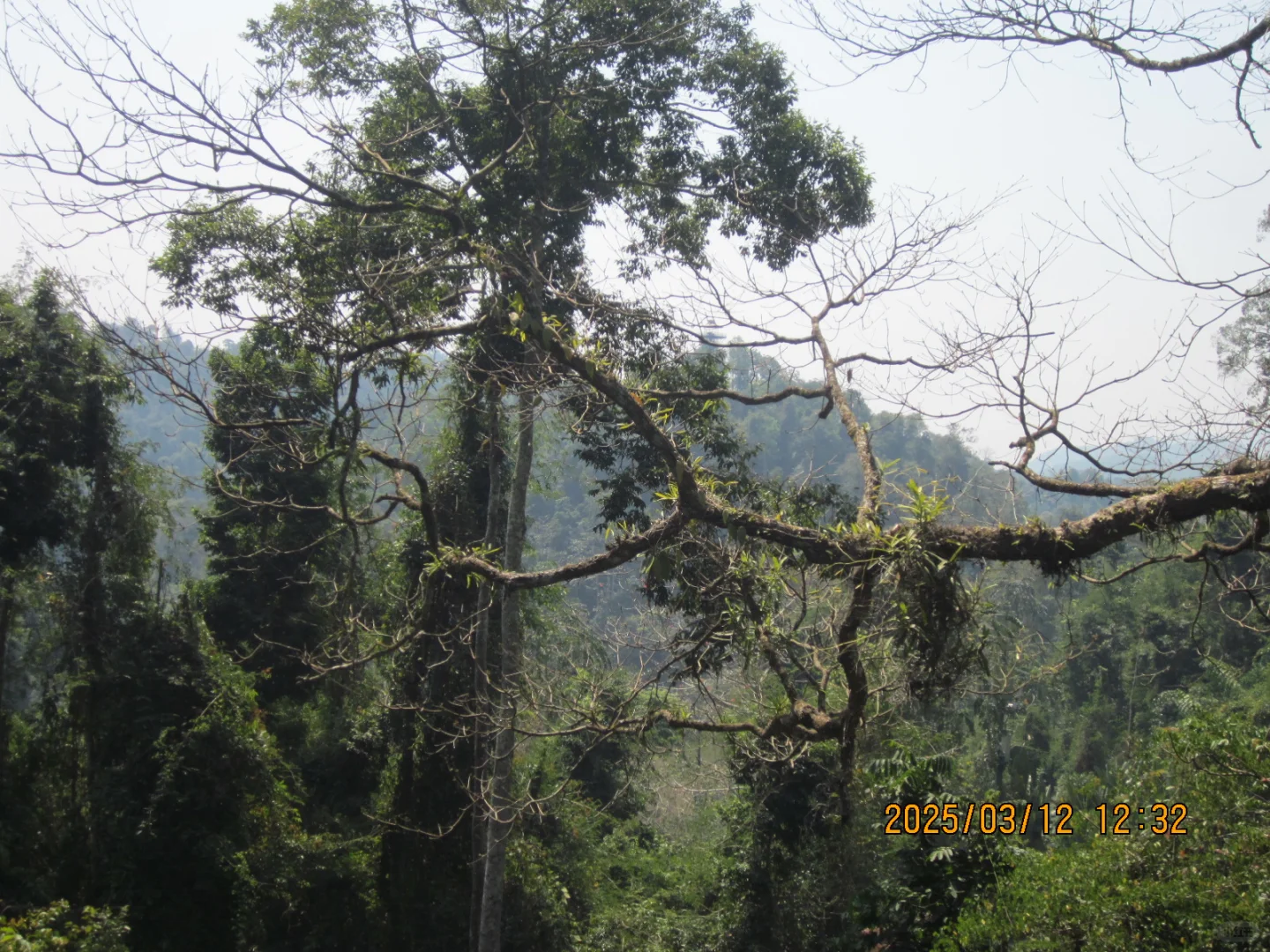 望天树景区不推荐啊啊啊啊啊啊