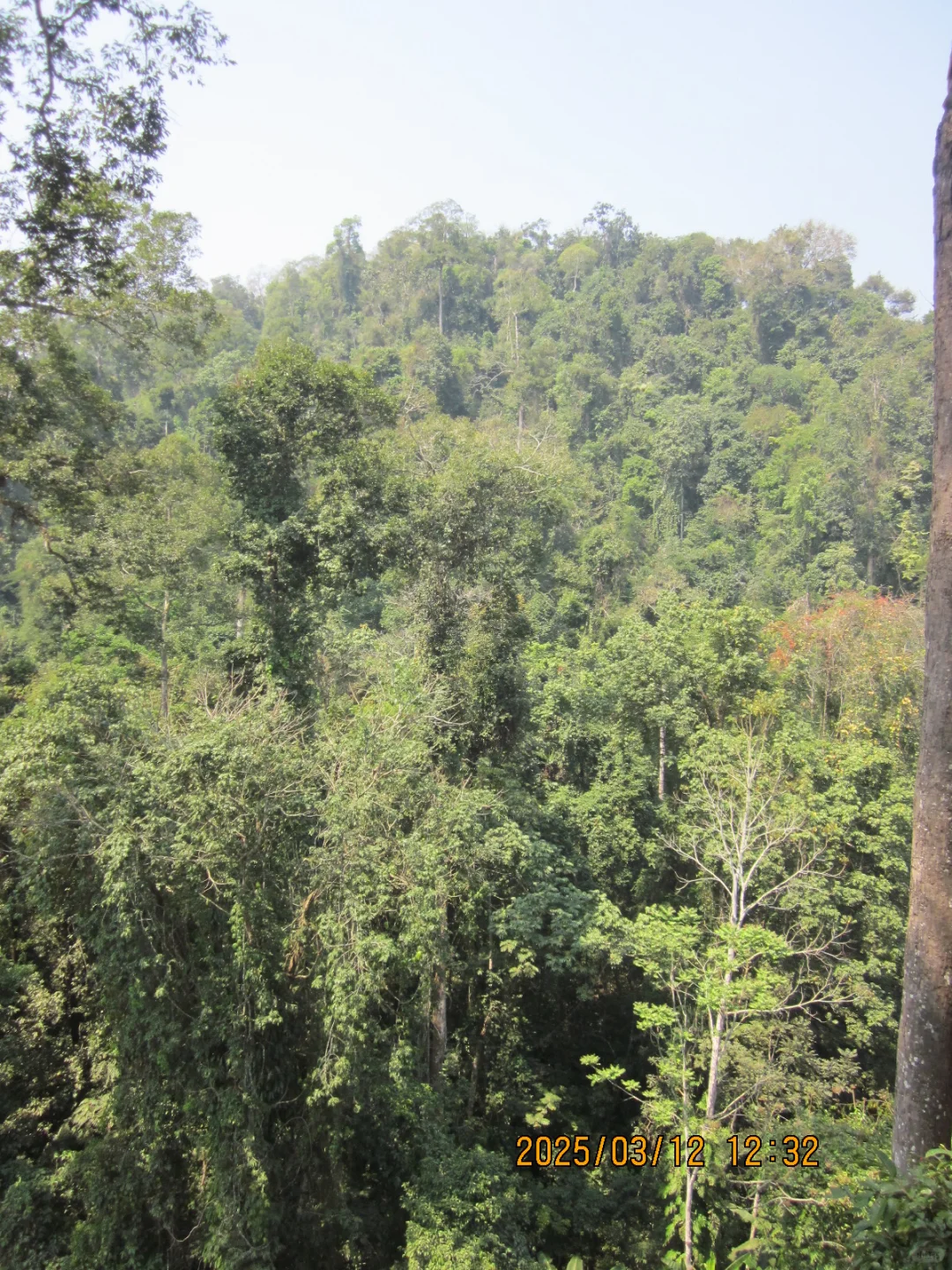 望天树景区不推荐啊啊啊啊啊啊