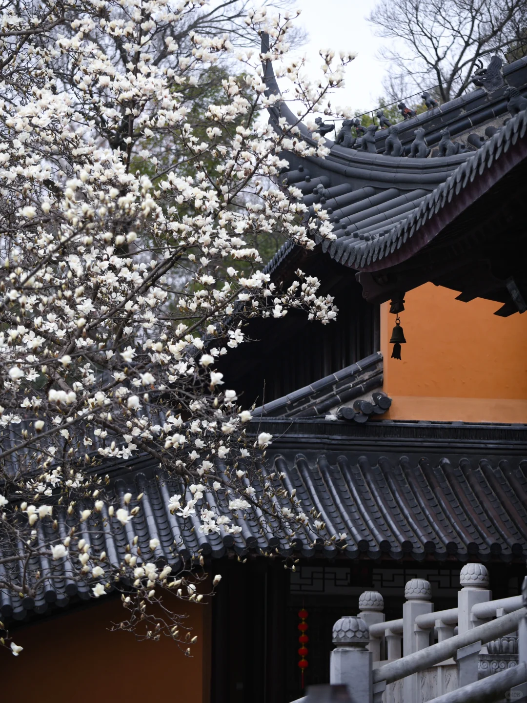 本周末南京赏花最佳线路，我帮你们设计好了