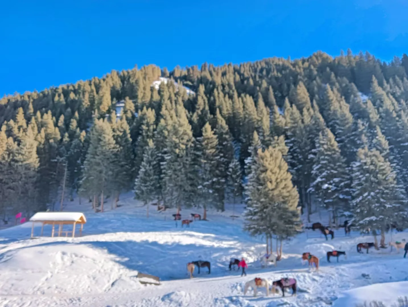 穷游党不要门票也能去天山？