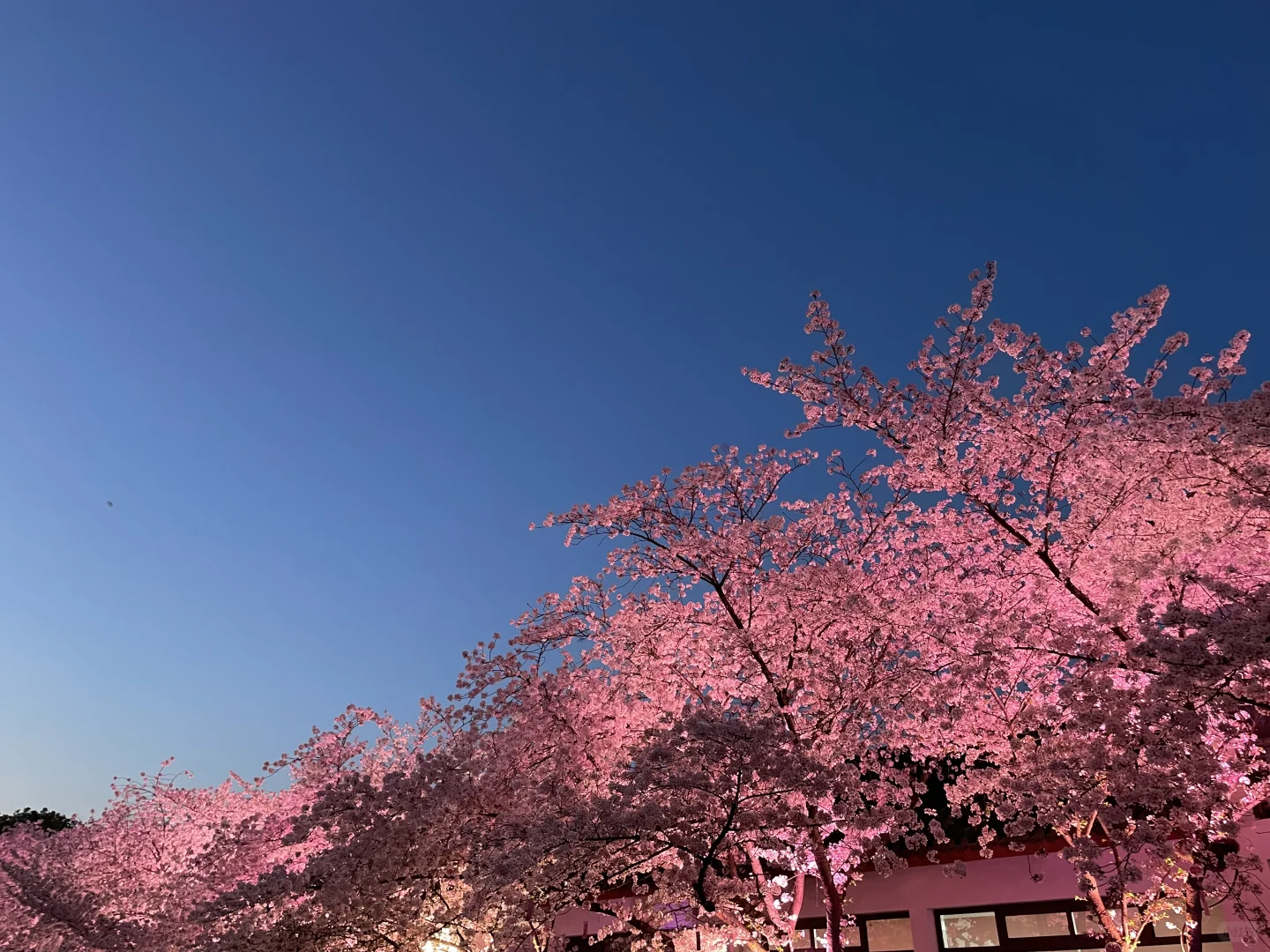 无锡 鼋头渚 樱花