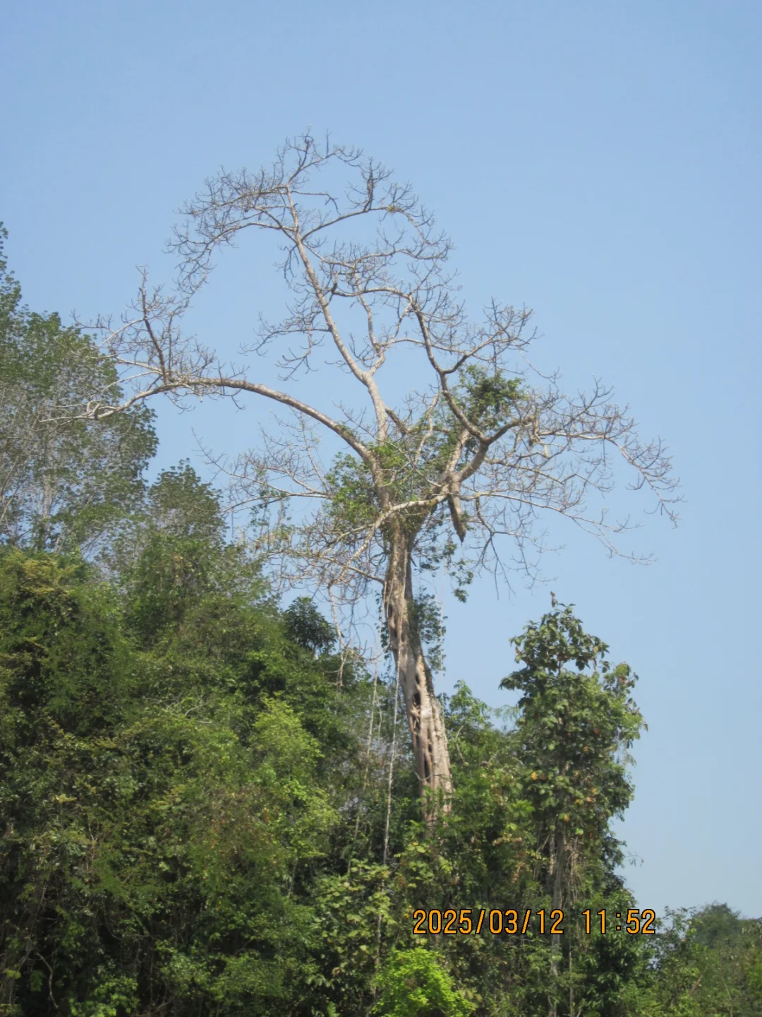 望天树景区不推荐啊啊啊啊啊啊