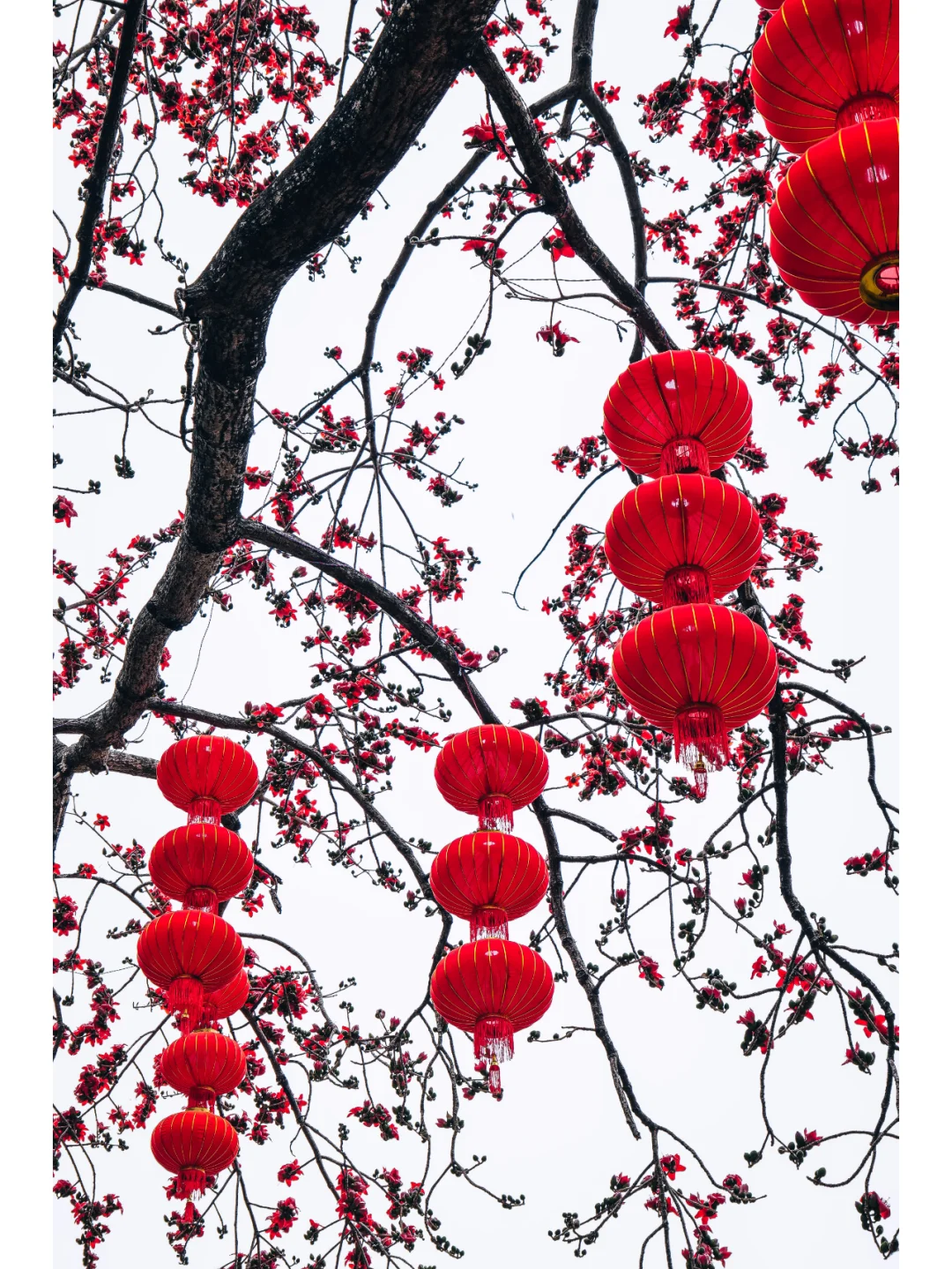 石龙欧仙院：红棉盛放的绝美时刻