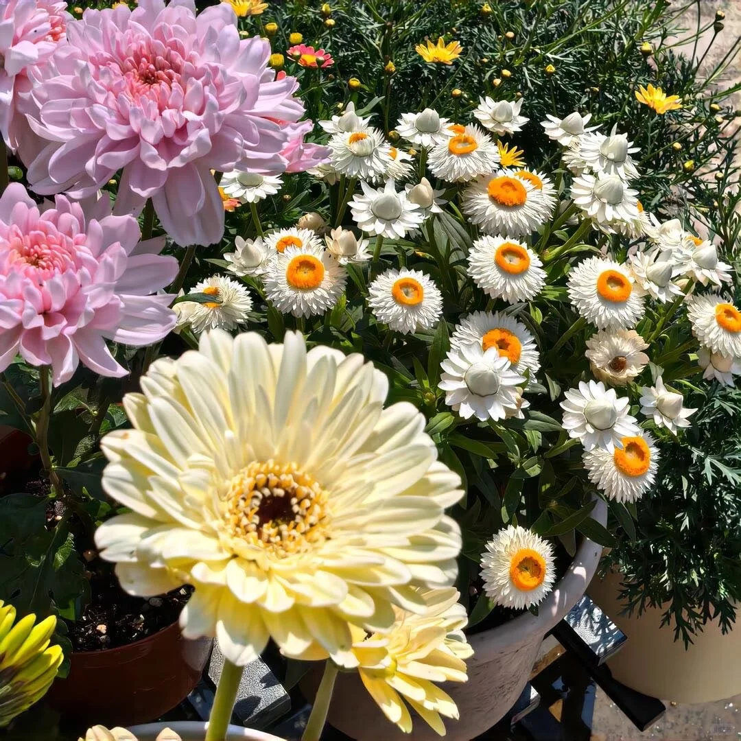 𝑾𝒆𝑪𝒉𝒂𝒕春日女头