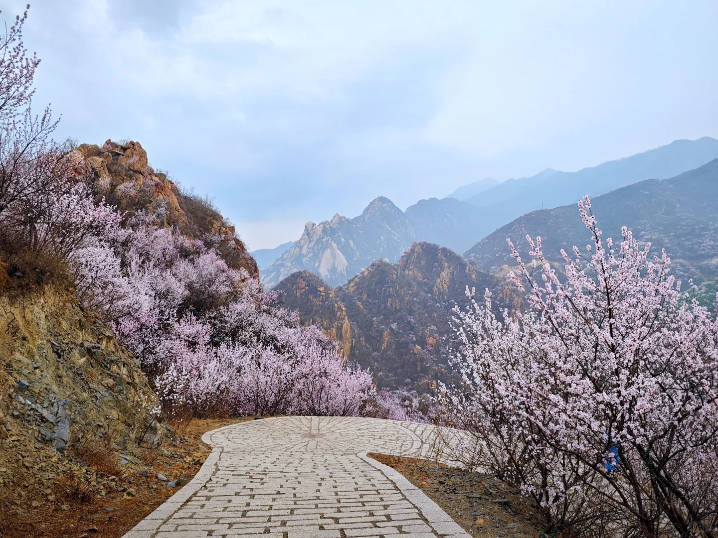 京郊赏花天花板，即将迎来盛花期
