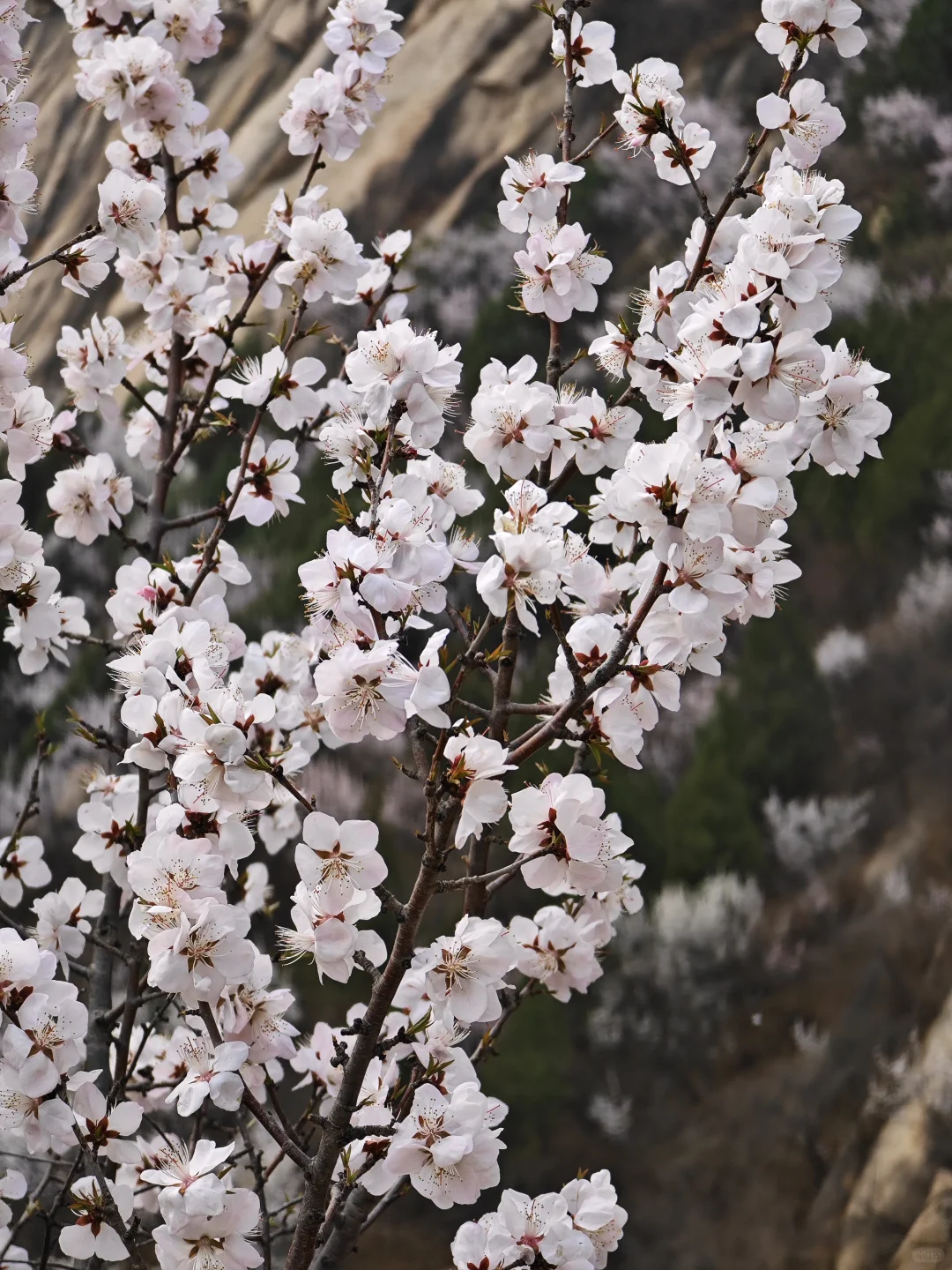 京郊赏花天花板，即将迎来盛花期