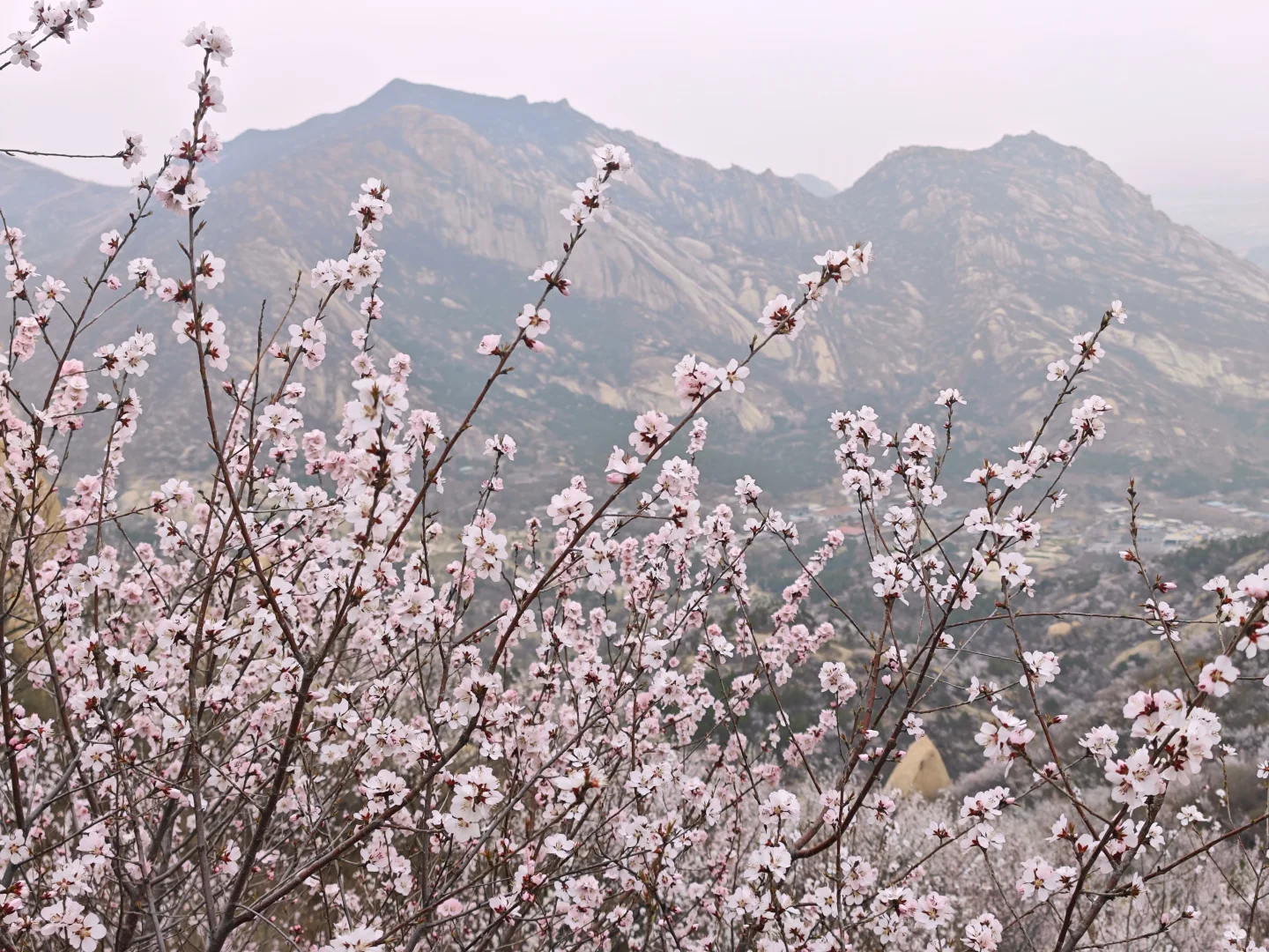 京郊赏花天花板，即将迎来盛花期
