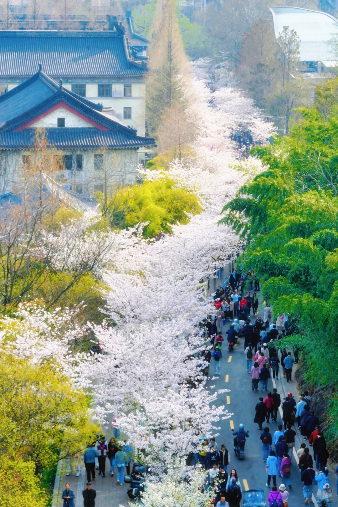 清晨5点的鸡鸣寺樱花，我拍到了梦中场景！