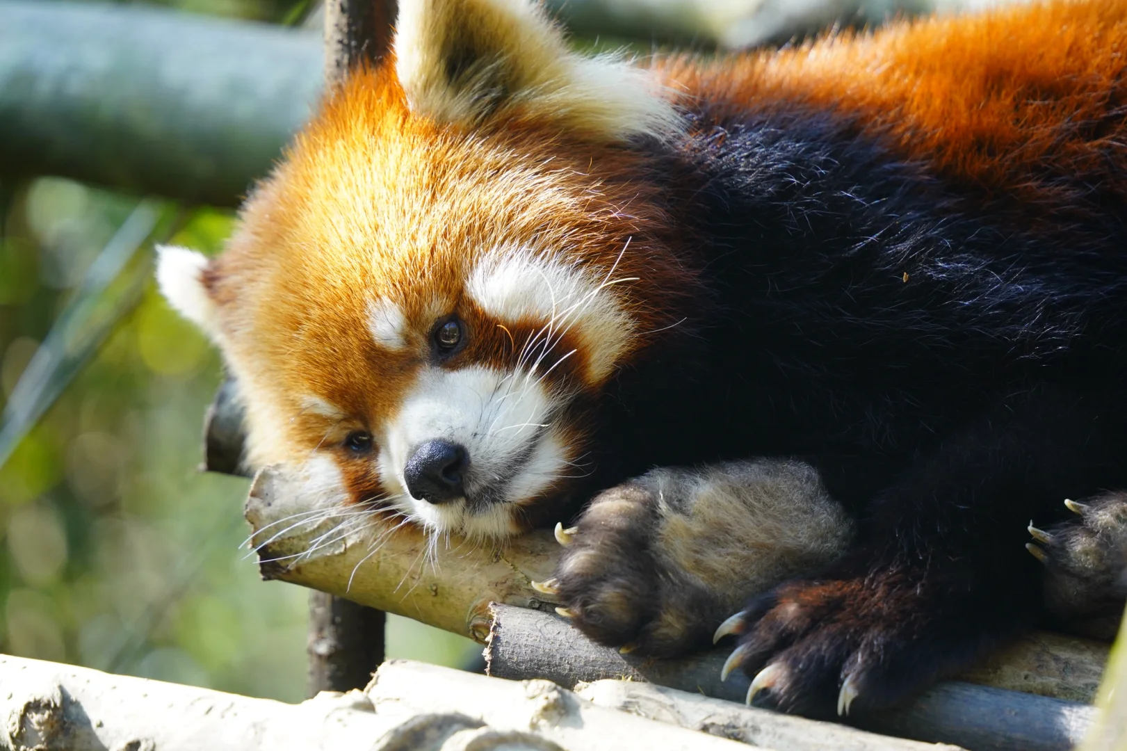谁还没见过都江堰的水和小熊猫！1日游攻略