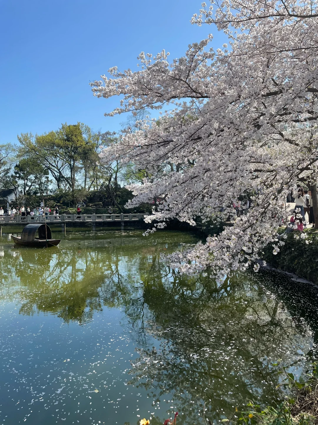 无锡 鼋头渚 樱花