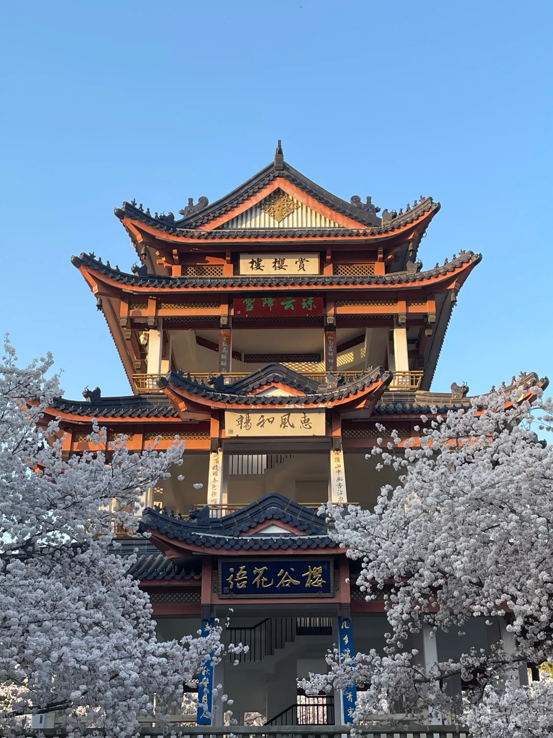 无锡 鼋头渚 樱花