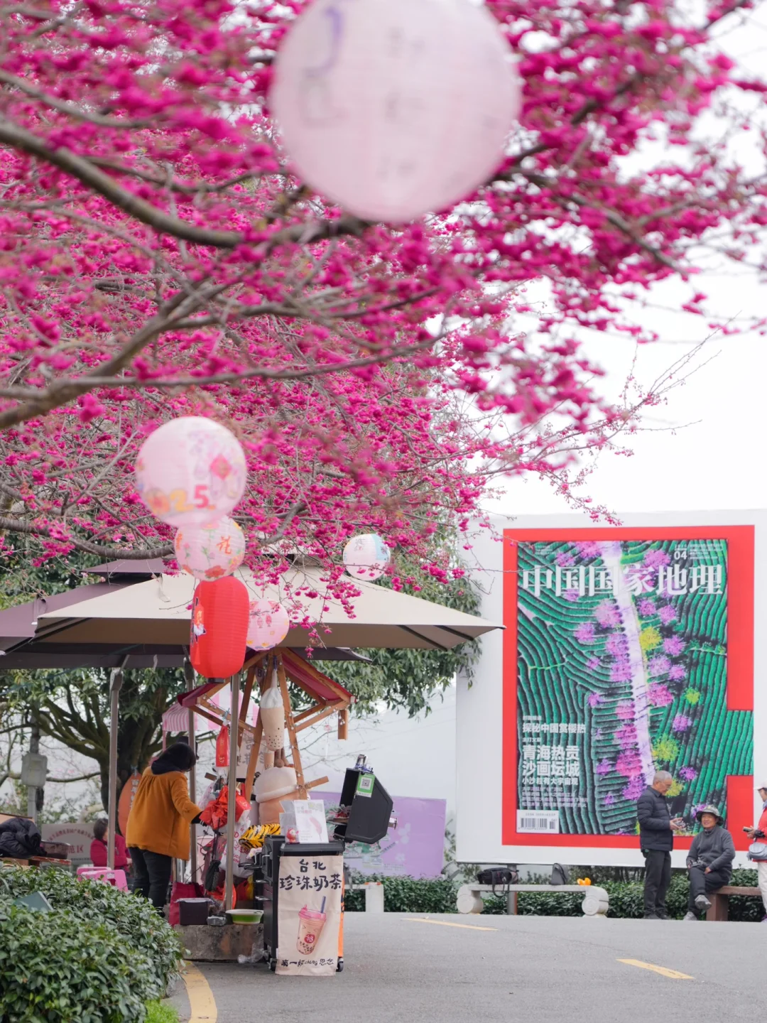 我在永福上春山！中国最美樱花茶园有多绝！！！