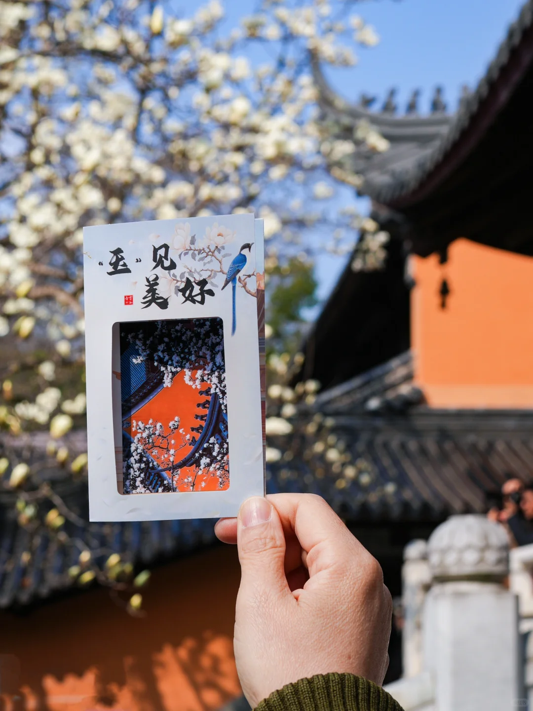 本周末南京赏花最佳线路，我帮你们设计好了