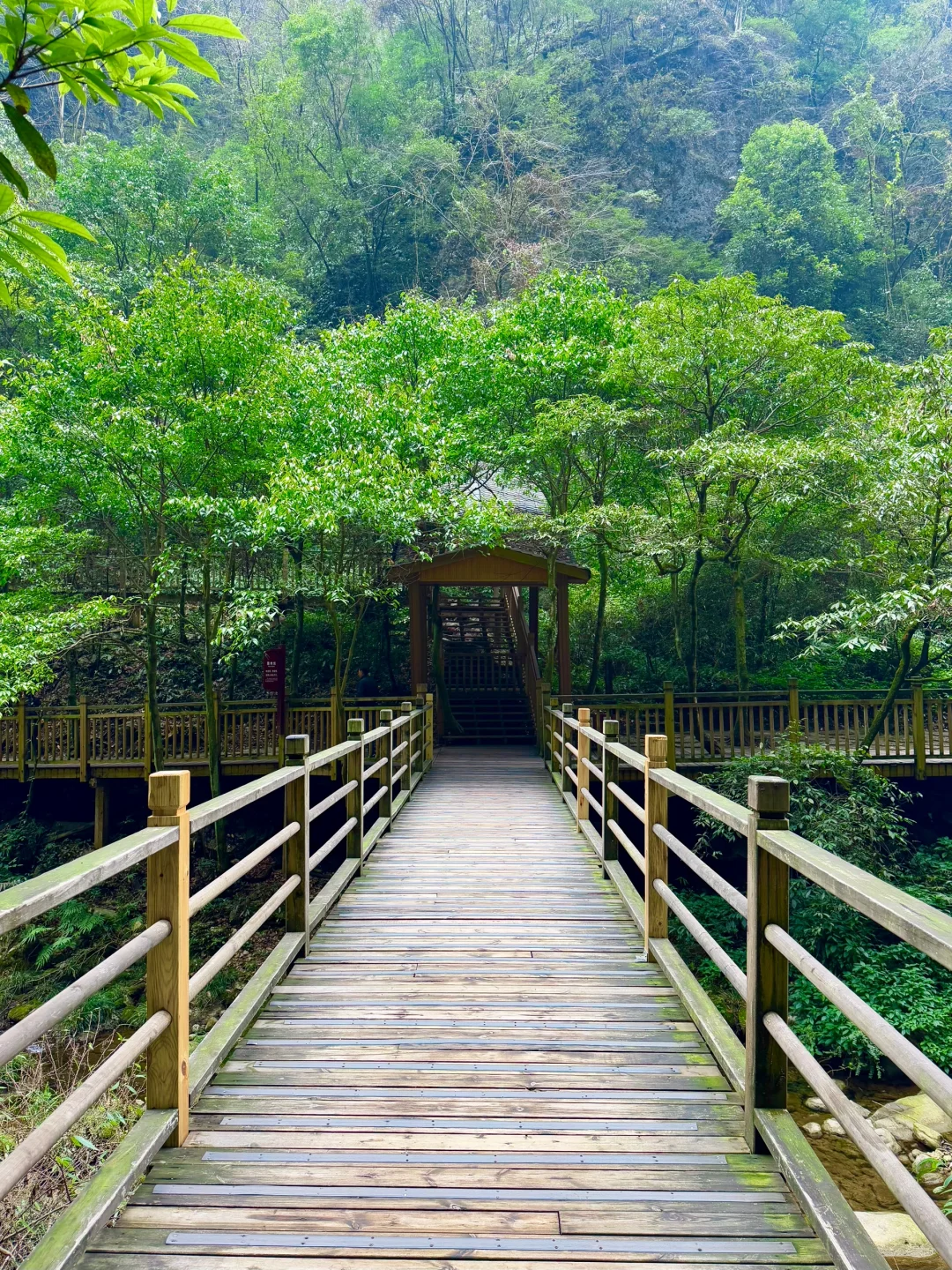 大峡谷真的是张家界最值得去的景区！（live图