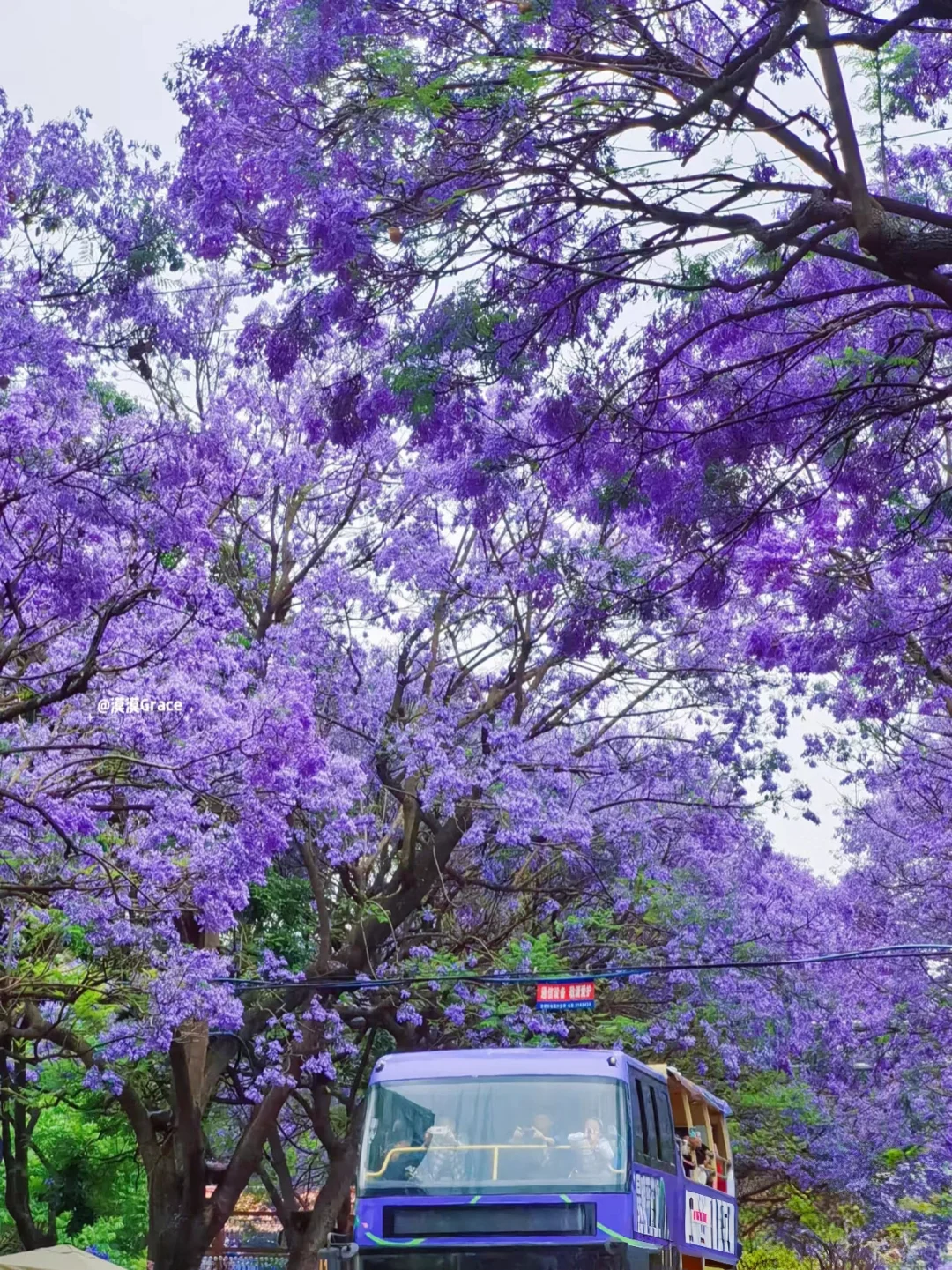 蓝花楹💐｜属于昆明春天的紫色的浪漫