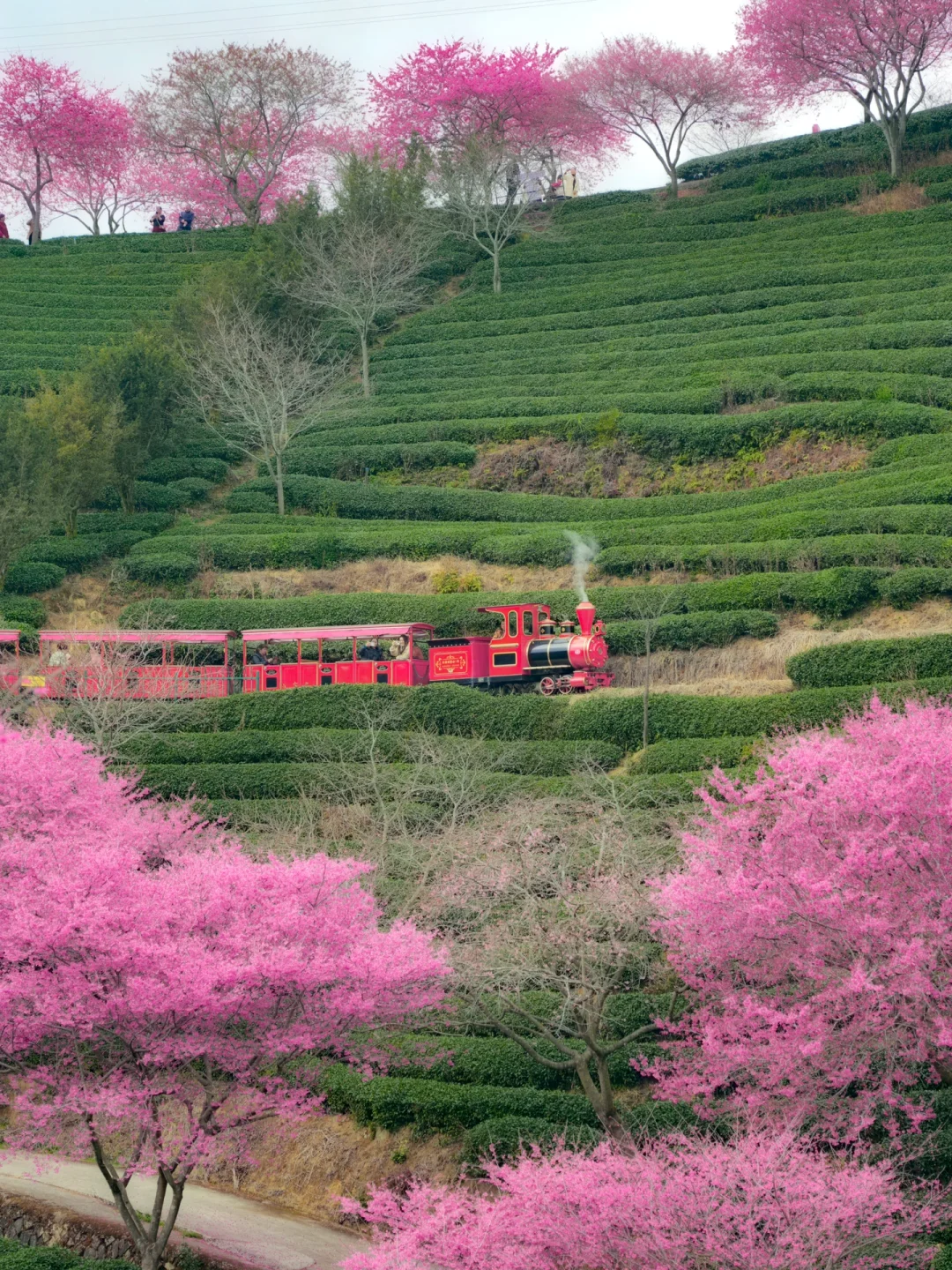 我在永福上春山！中国最美樱花茶园有多绝！！！