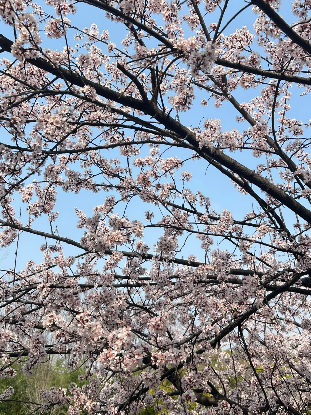 巨新‼️别去东湖樱园人挤人了🌸这里更好拍