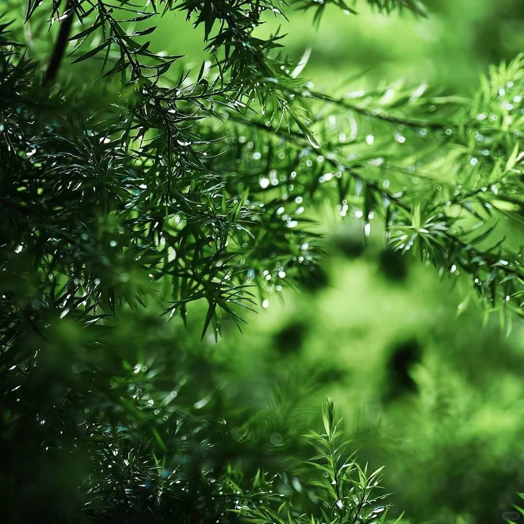 𝑾𝒆𝑪𝒉𝒂𝒕春日女头