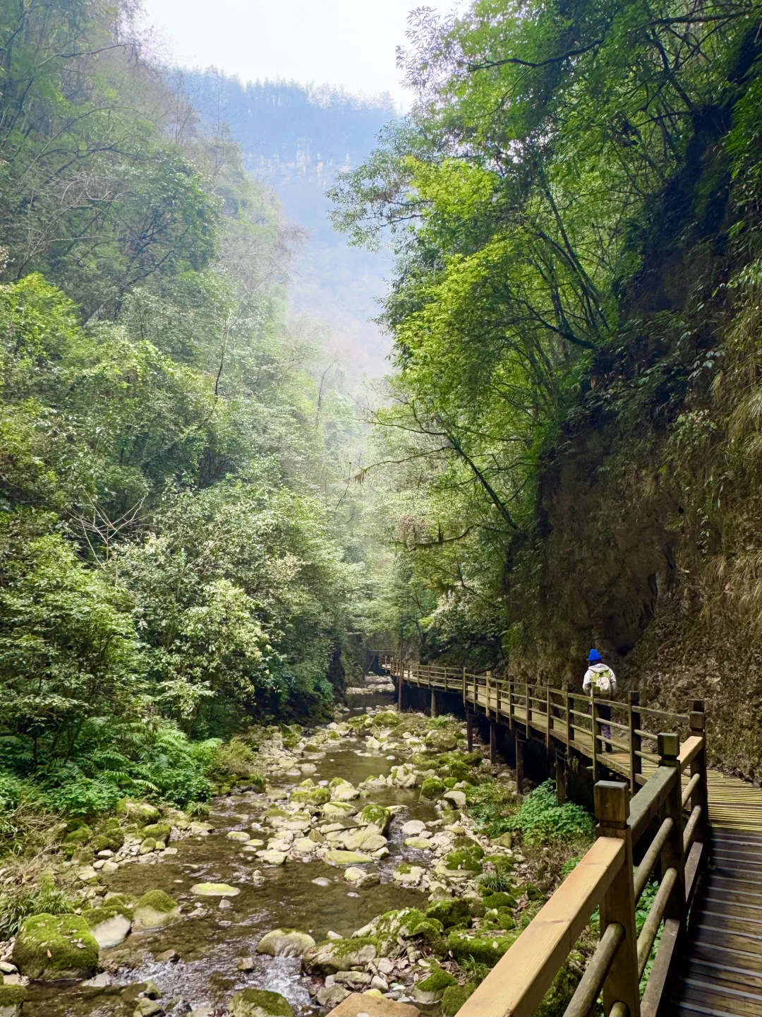 大峡谷真的是张家界最值得去的景区！（live图