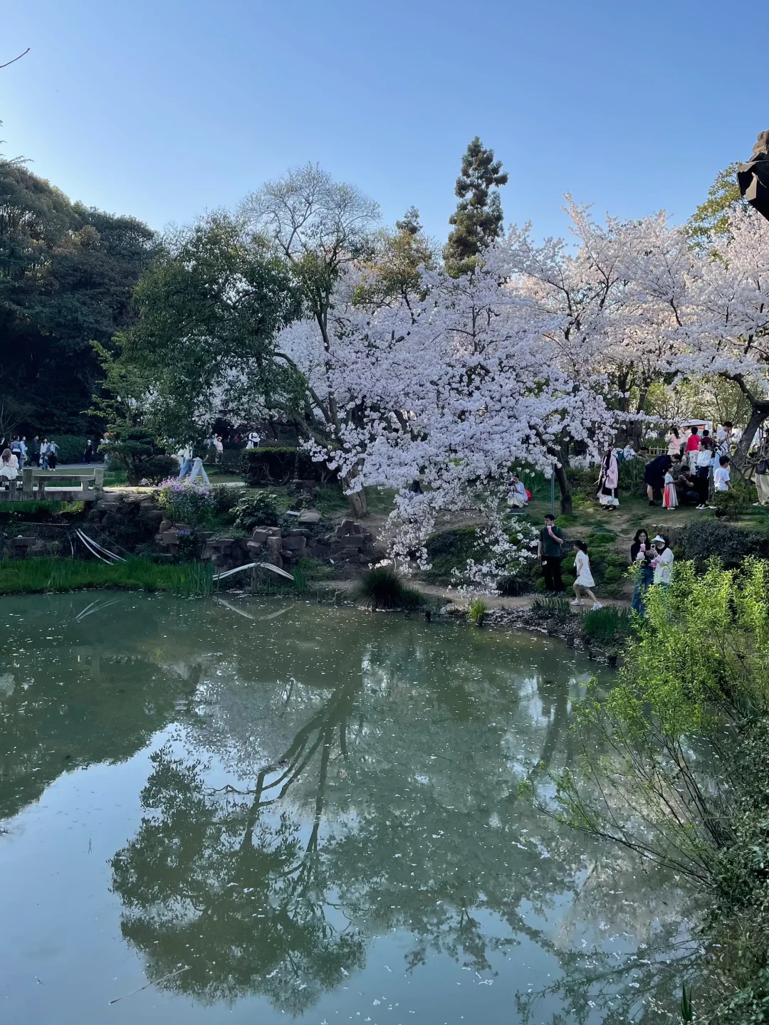 无锡 鼋头渚 樱花