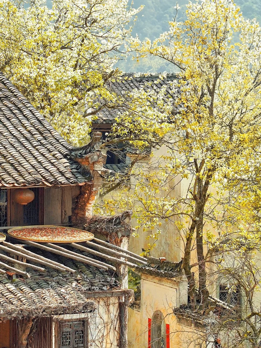 我在婺源上春山｜最美古村的春天真的好绝‼️