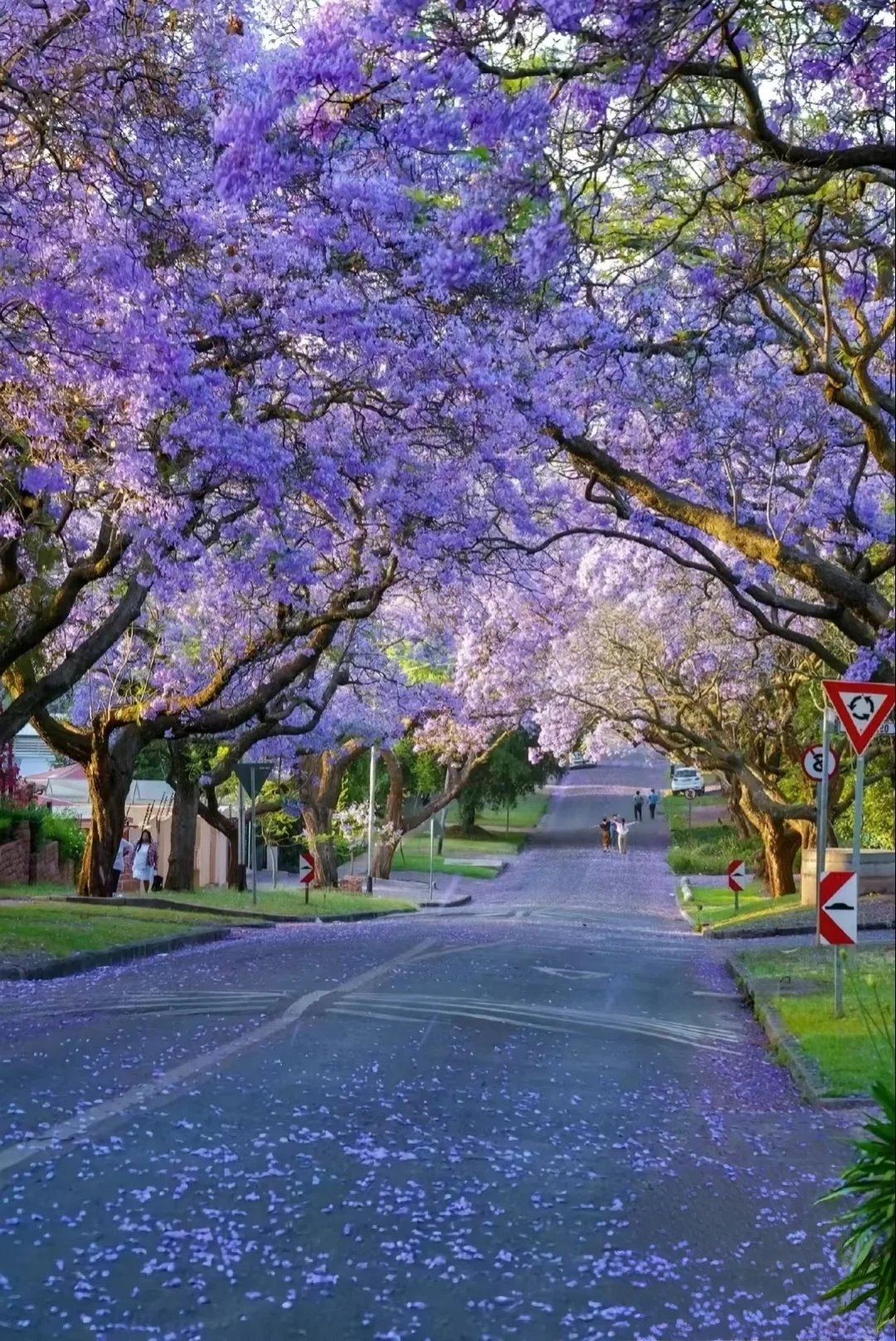 蓝花楹💐｜属于昆明春天的紫色的浪漫