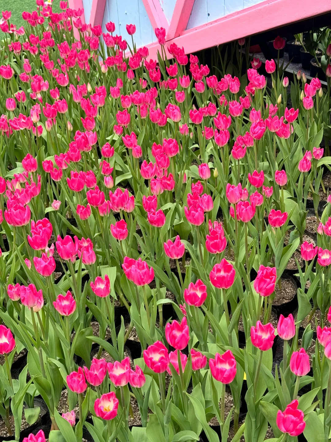 河南新乡宝泉一日游 一人超级随心版