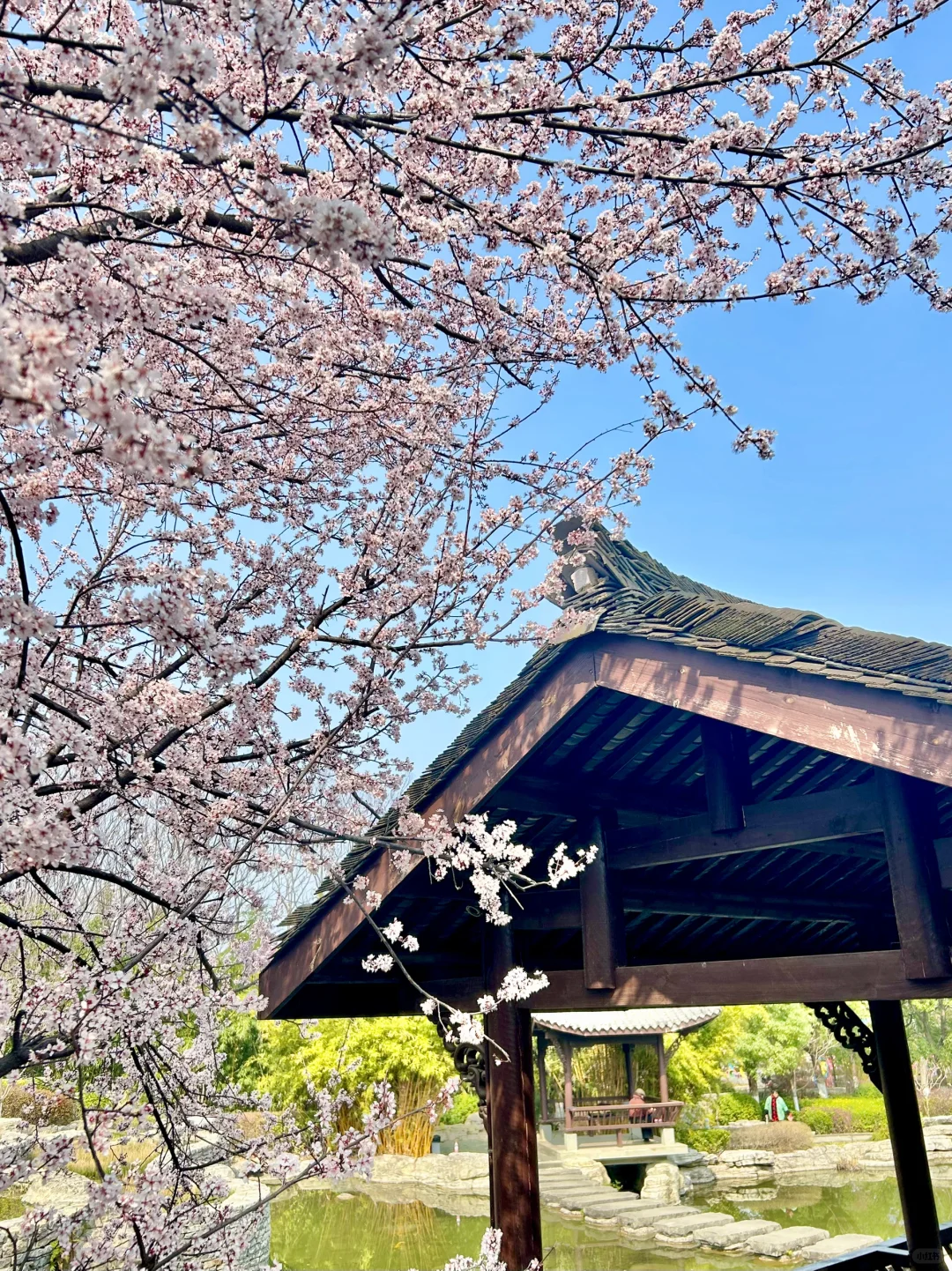 巨新‼️别去东湖樱园人挤人了🌸这里更好拍