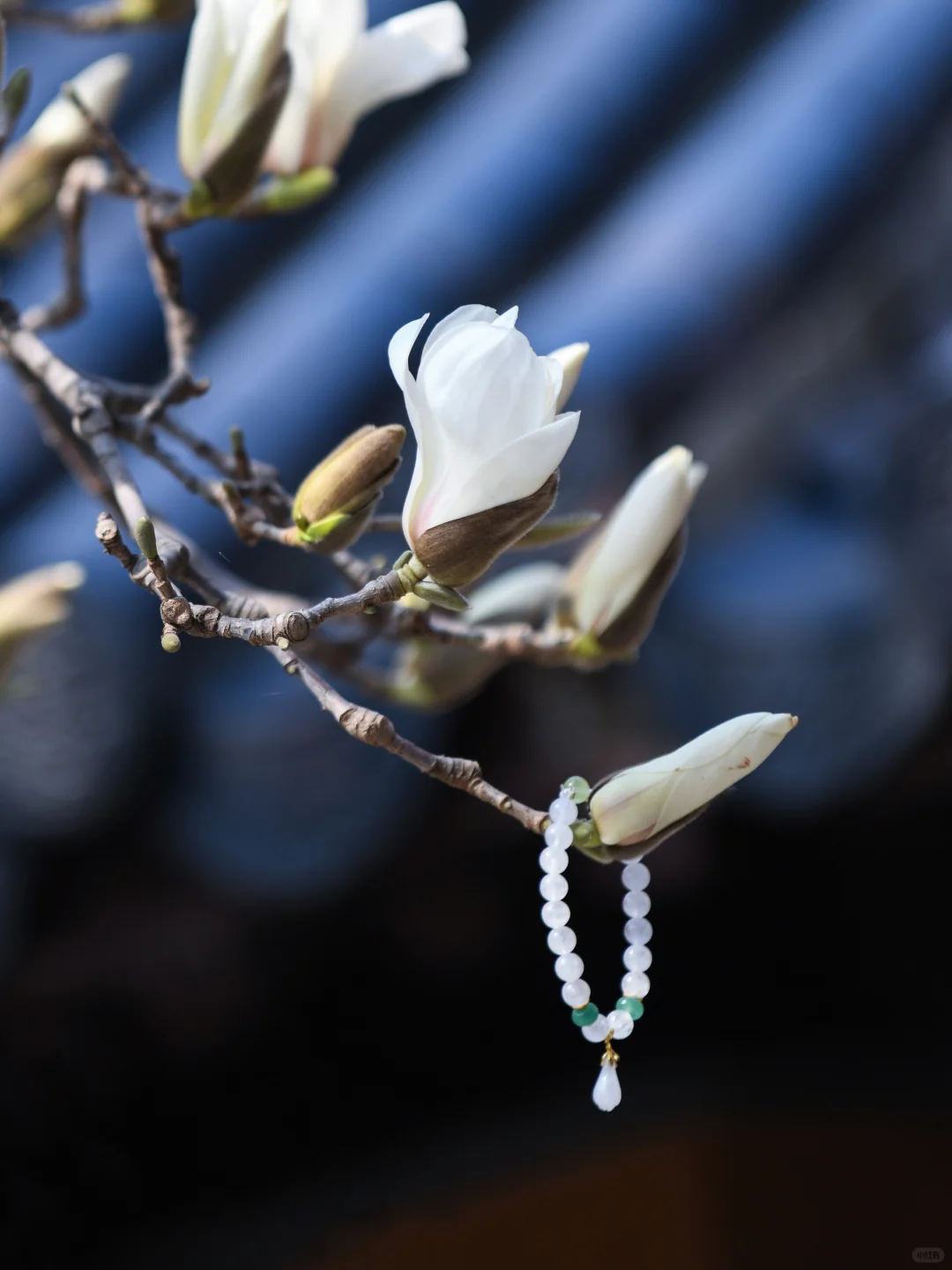 本周末南京赏花最佳线路，我帮你们设计好了