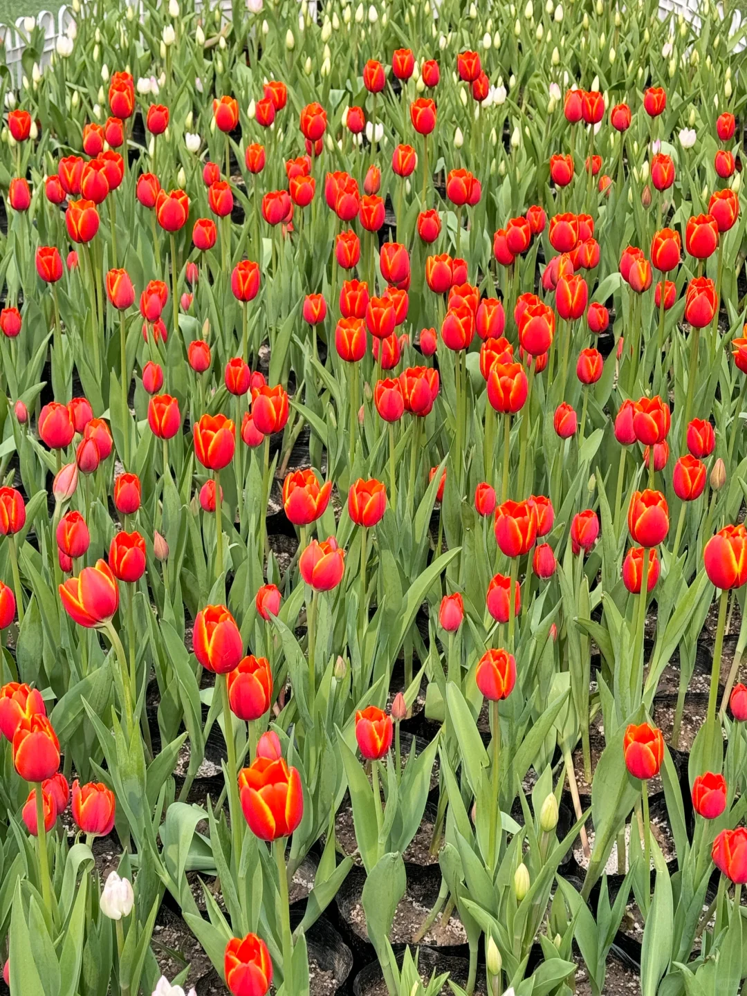 河南新乡宝泉一日游 一人超级随心版