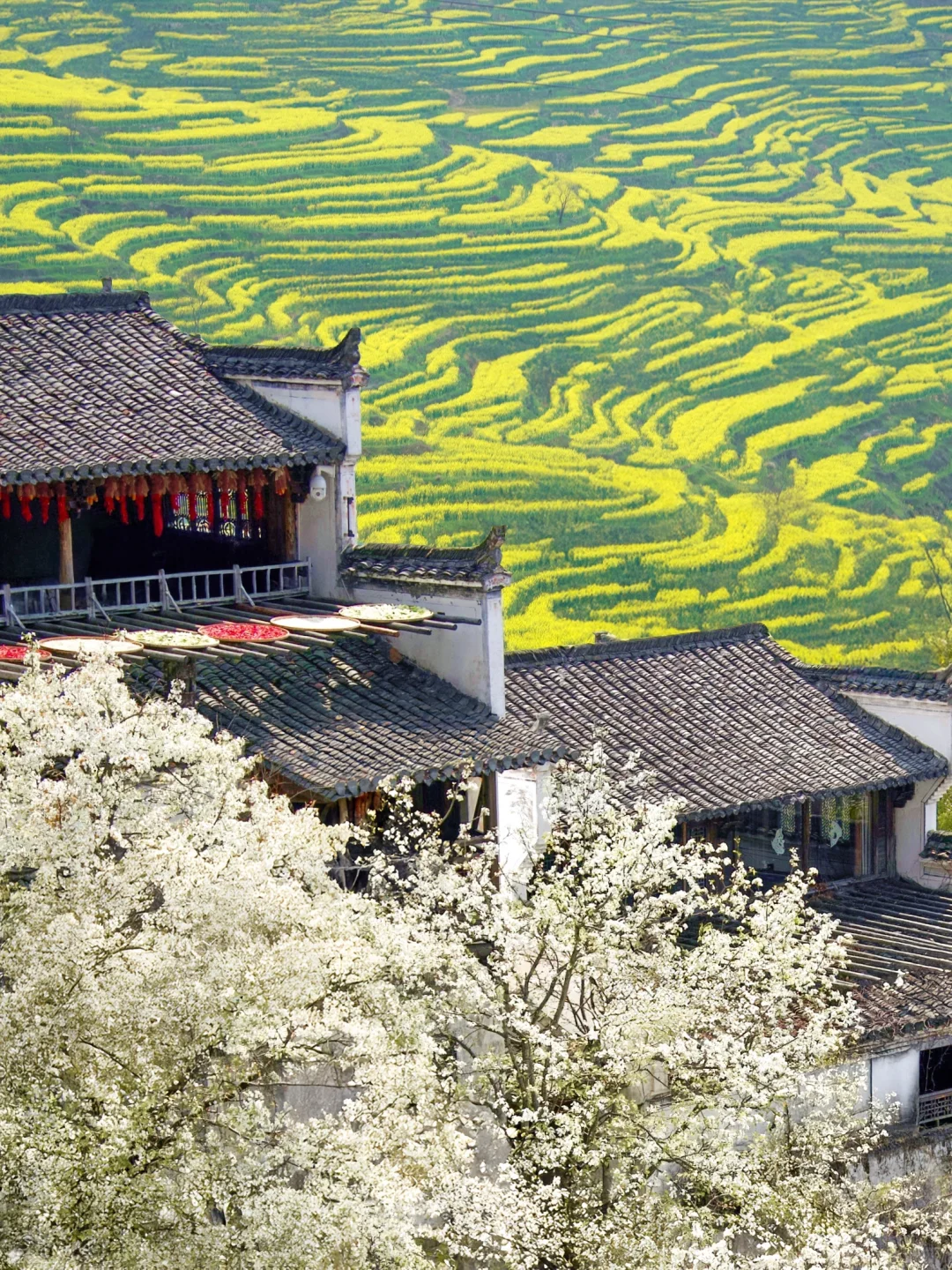 我在婺源上春山｜最美古村的春天真的好绝‼️