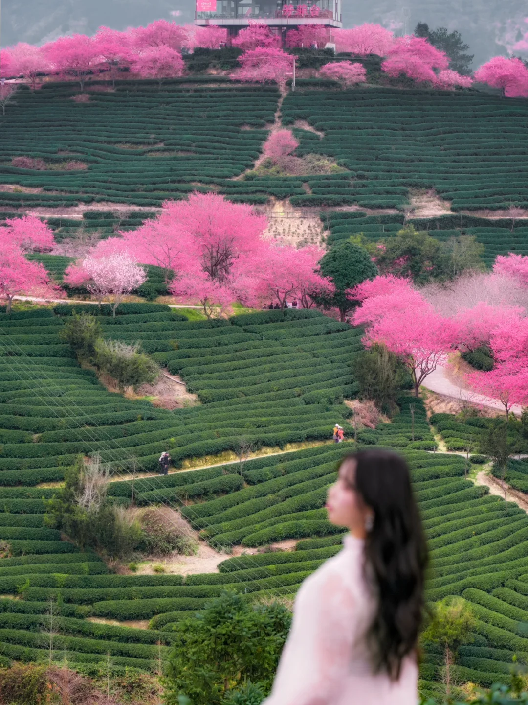 我在永福上春山！中国最美樱花茶园有多绝！！！