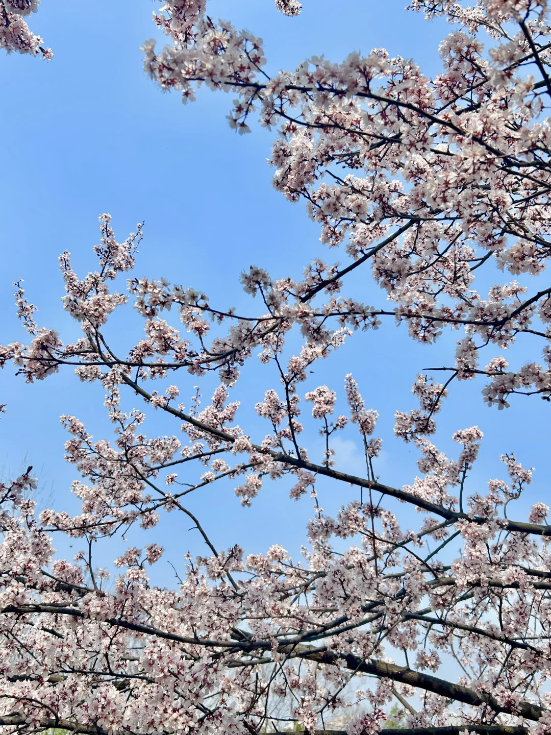 巨新‼️别去东湖樱园人挤人了🌸这里更好拍