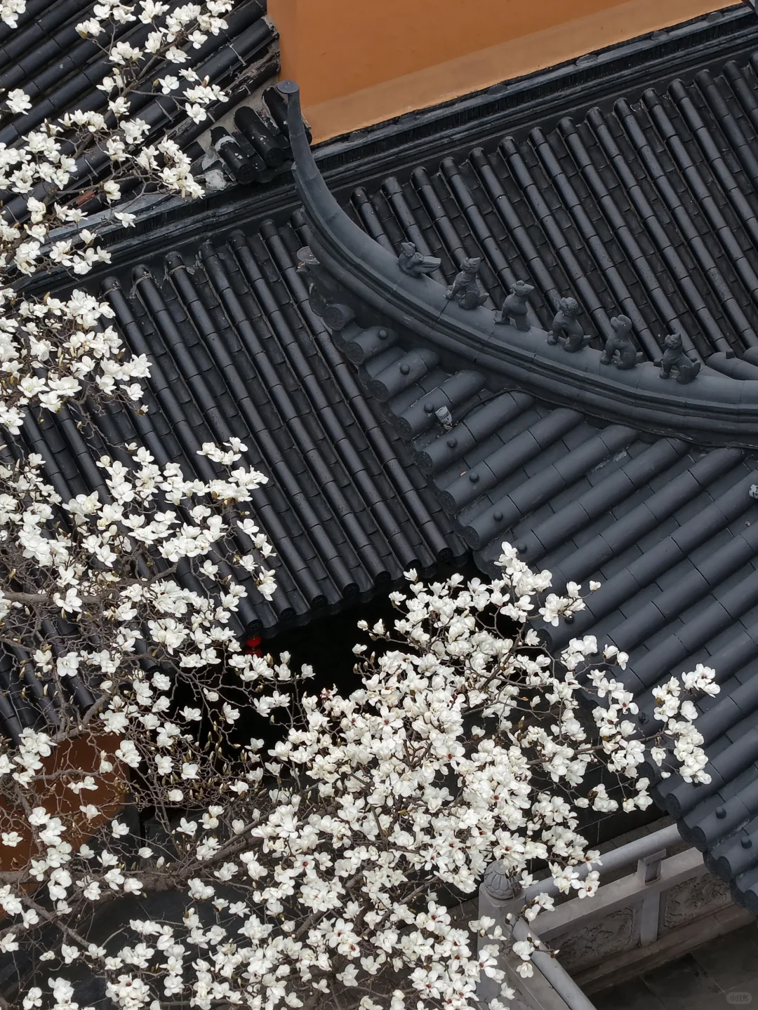 本周末南京赏花最佳线路，我帮你们设计好了