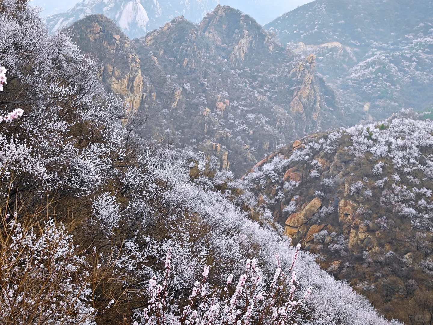 京郊赏花天花板，即将迎来盛花期