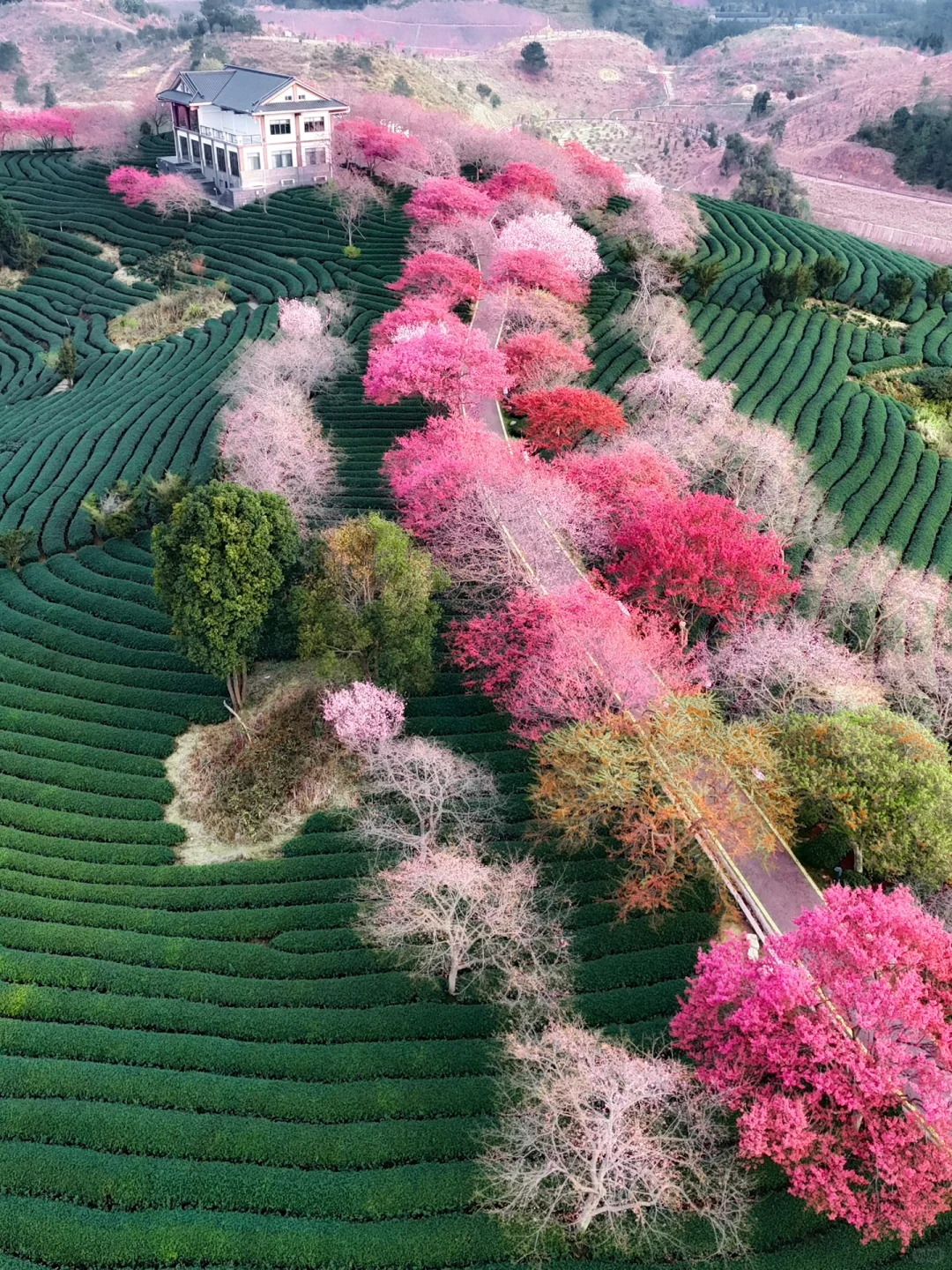 我在永福上春山！中国最美樱花茶园有多绝！！！