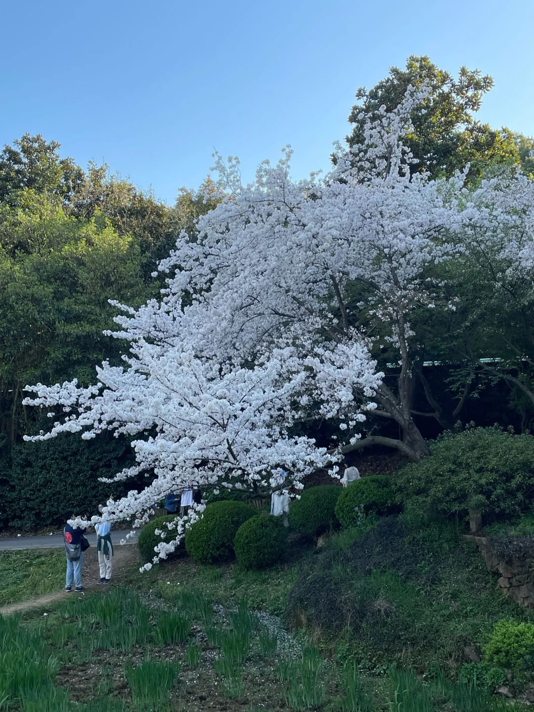 无锡 鼋头渚 樱花