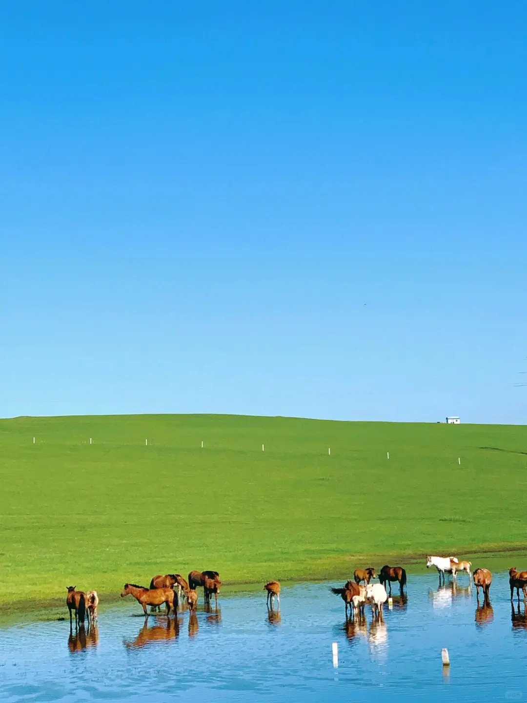 小红书跟风最成功的一次❗️不是瑞士是内蒙古