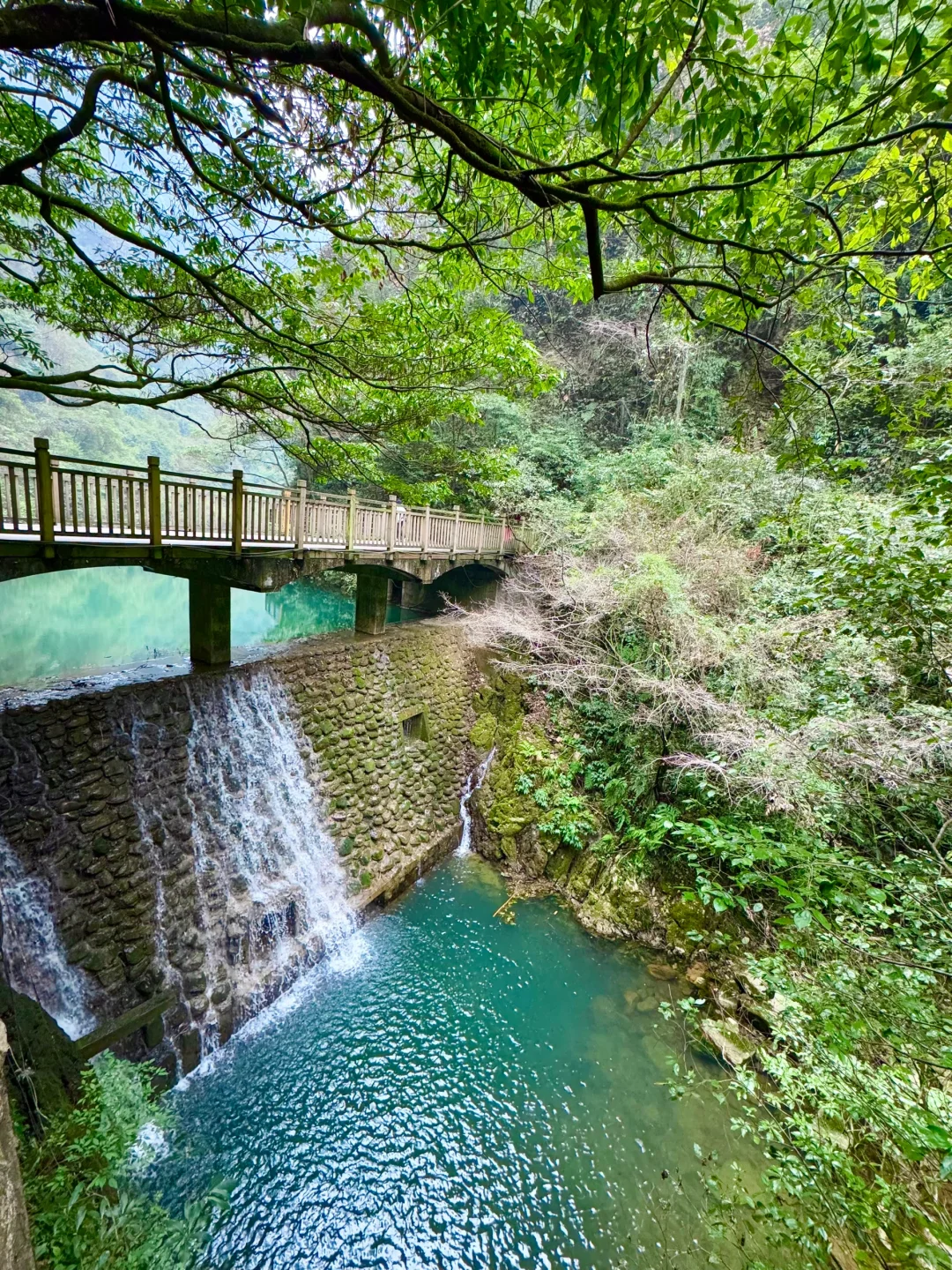 大峡谷真的是张家界最值得去的景区！（live图