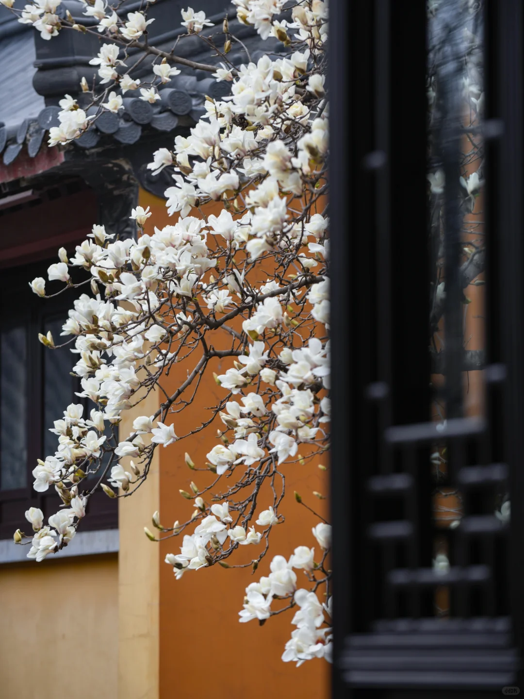 本周末南京赏花最佳线路，我帮你们设计好了