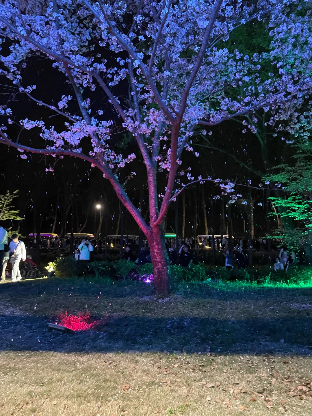 无锡 鼋头渚 樱花