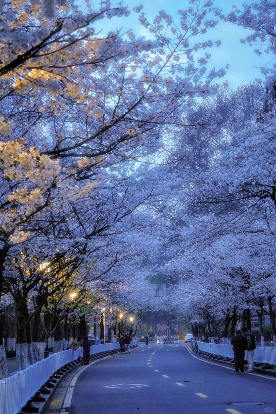 清晨5点的鸡鸣寺樱花，我拍到了梦中场景！