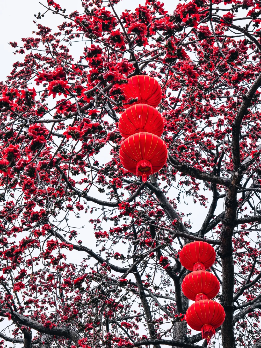 石龙欧仙院：红棉盛放的绝美时刻